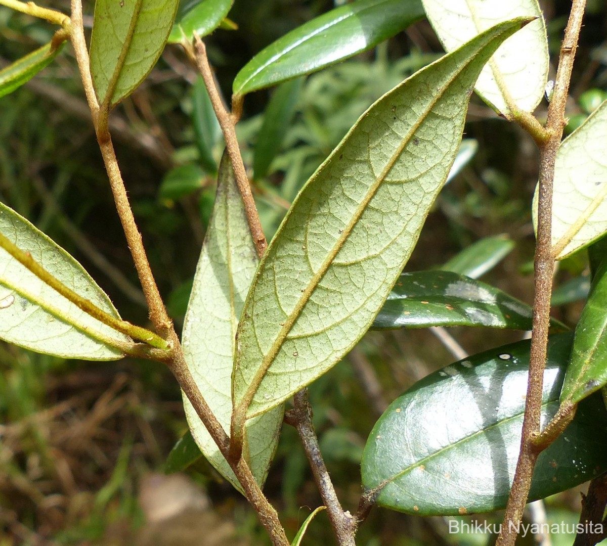 Symplocos diversifolia